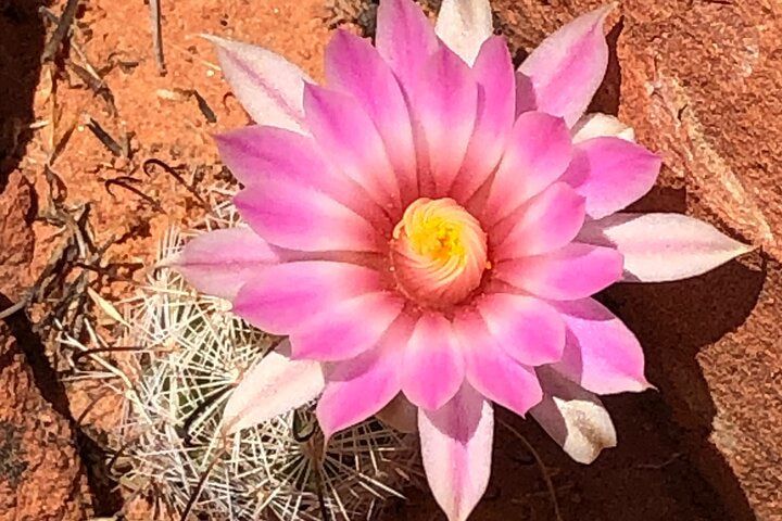 Private Valley of Fire Hiking Day Trip from Las Vegas — photo 2