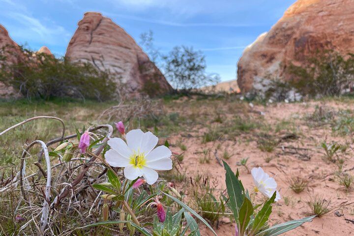Private Valley of Fire Hiking Day Trip from Las Vegas — photo 1