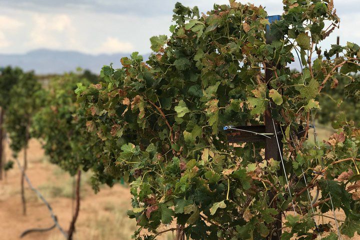 Kingman Wine Distillery Brewery Route 66 Day Trip Vegas — photo 3
