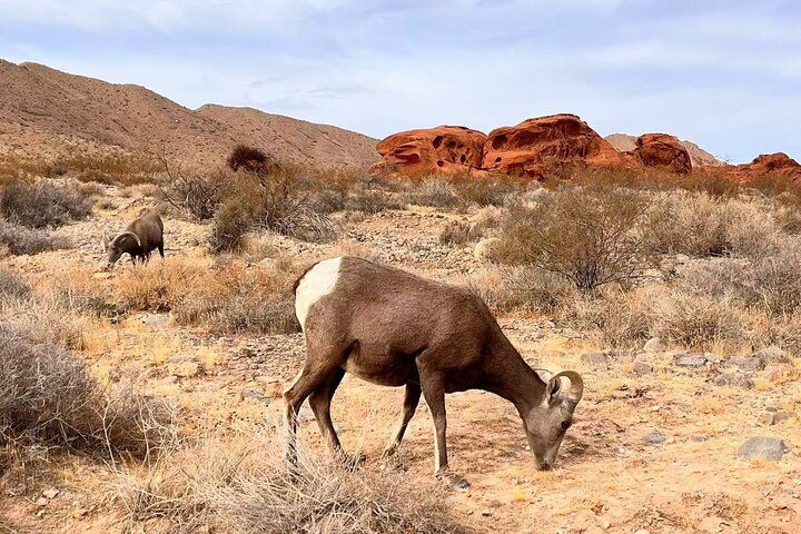 Valley of Fire Small Group Day Trip from Las Vegas — photo 3