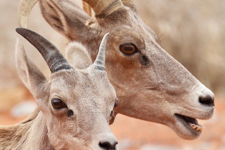 Valley of Fire Red Rock Canyon Combo Day Trip Las Vegas — photo 4