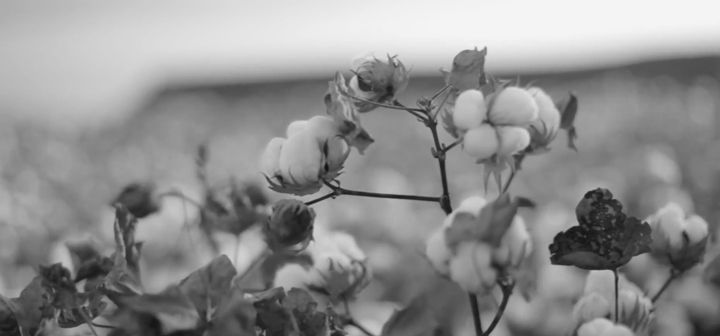 Organic cotton black and white image