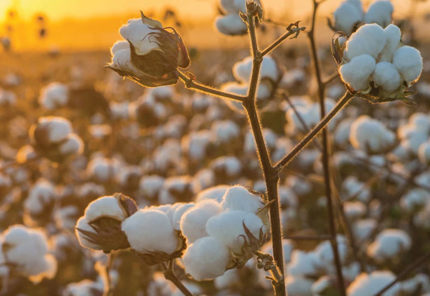 Why Choose Organic Cotton For Your Baby? Purebaby Purebaby