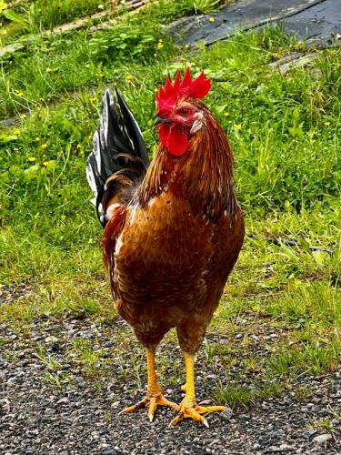 Hertug Hubert Hakkerud V