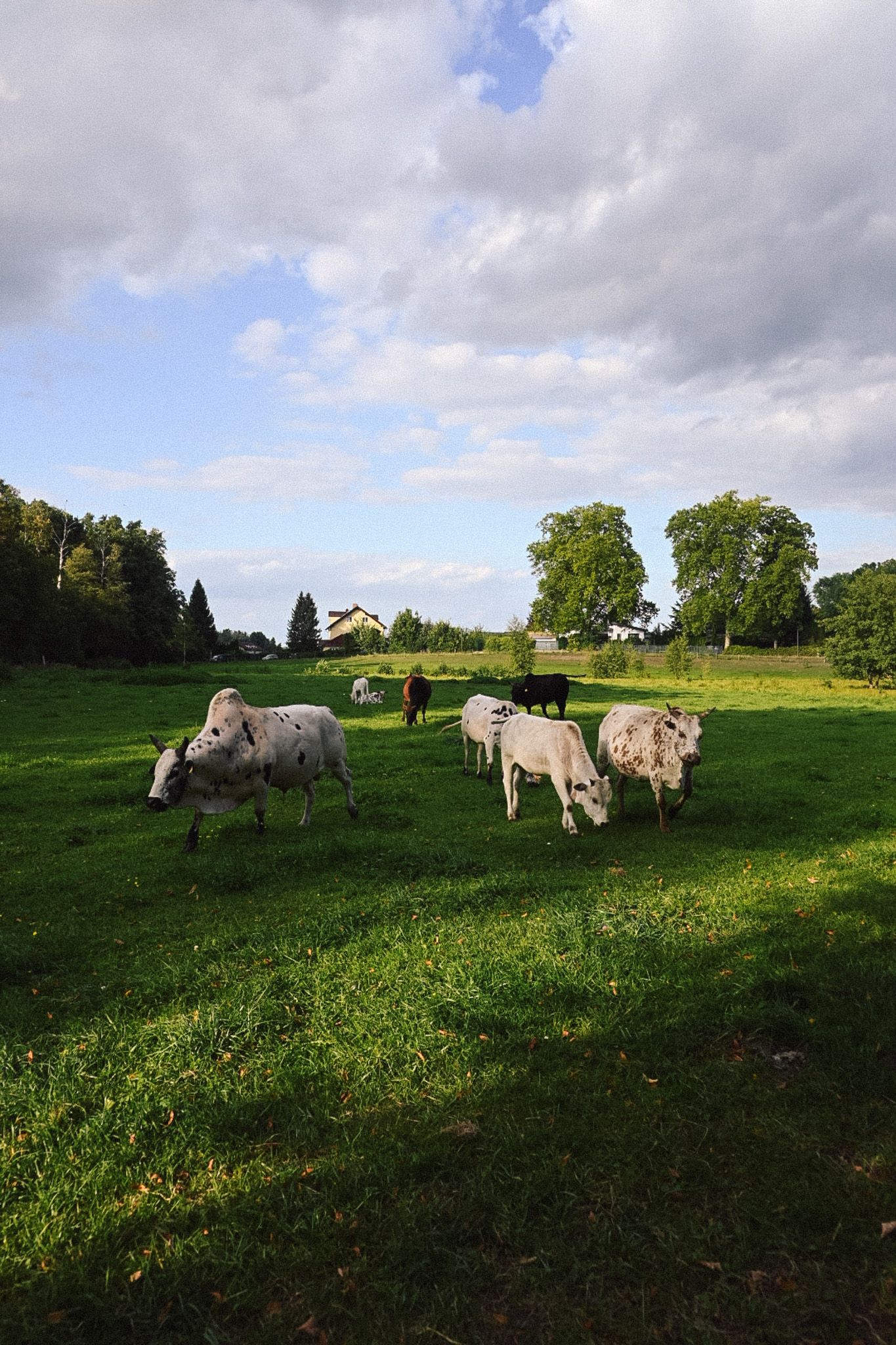 Schafe grasen auf einer Wiese in Neupitz unter bewölktem Himmel