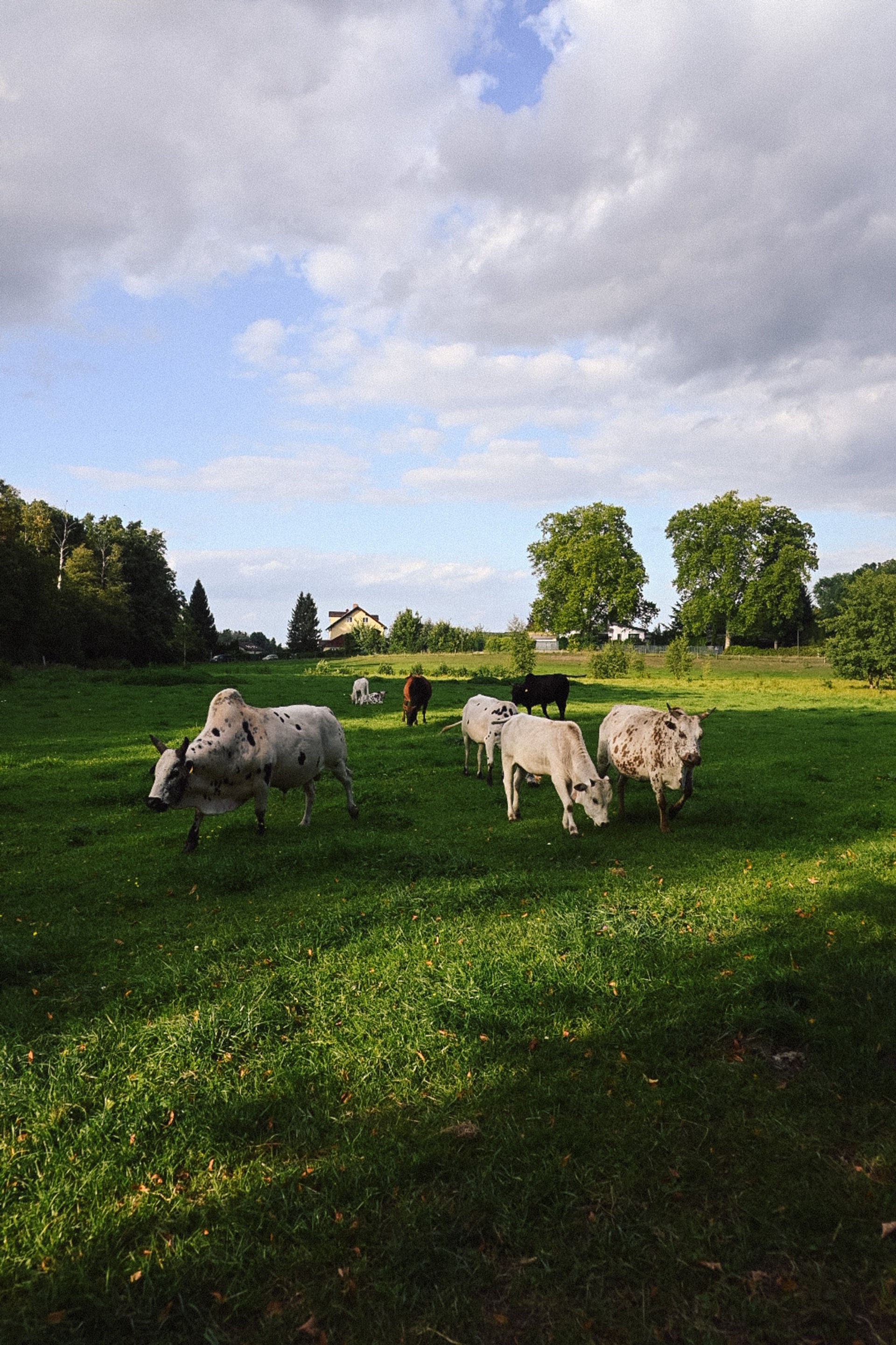 Schafe grasen auf einer Wiese in Neupitz unter bewölktem Himmel