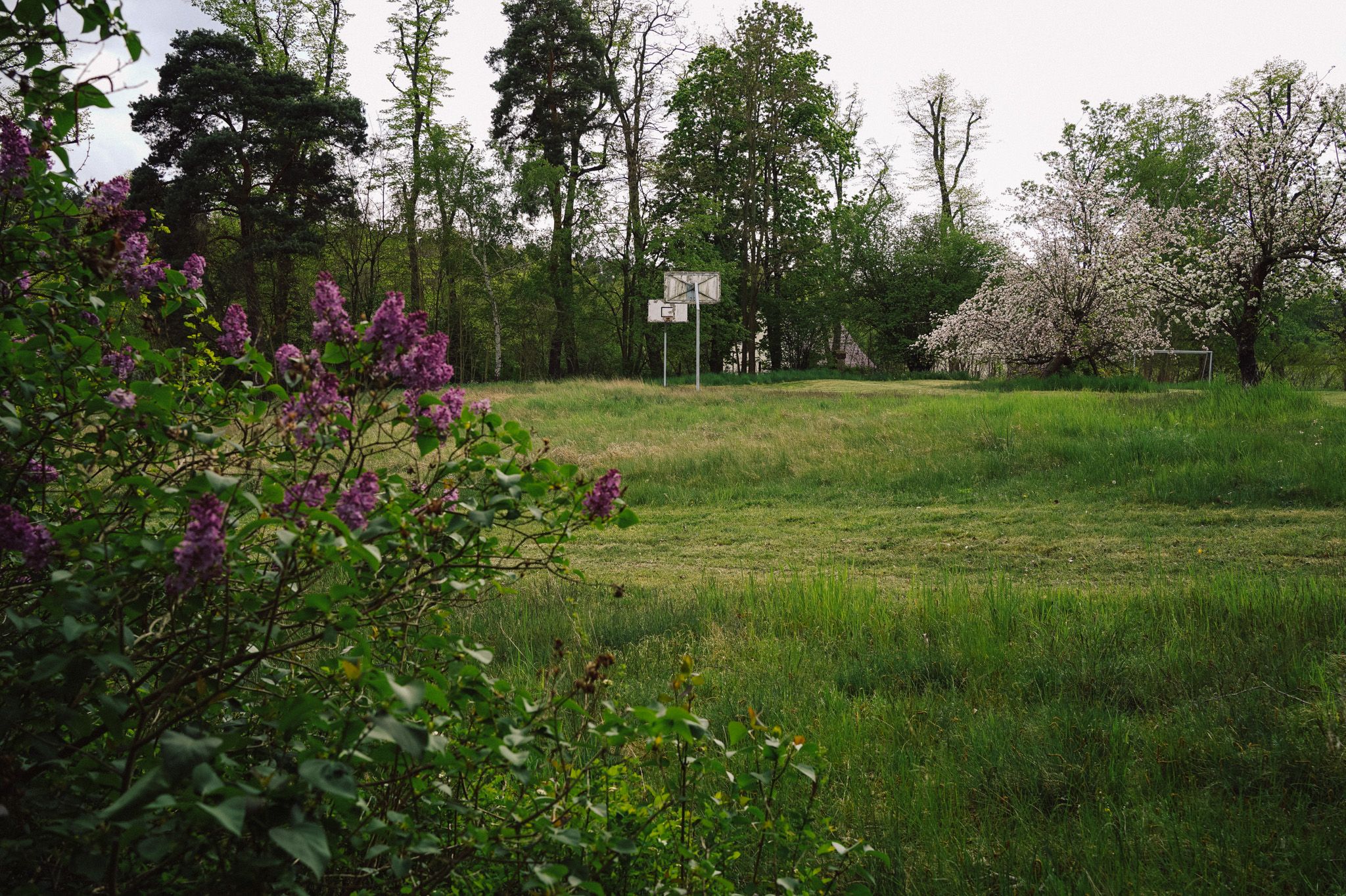 Blühender Flieder und Obstbaum im Frühling auf der Wiese in Neupitz, hinten ein Basketballkorb