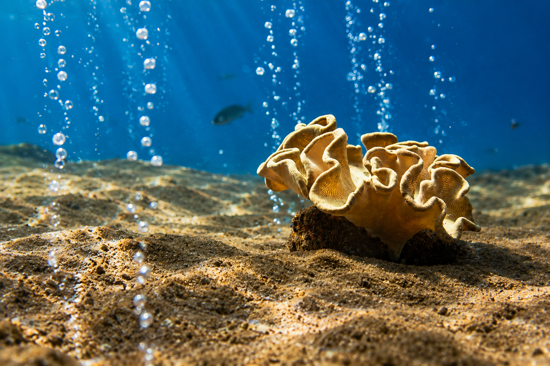Streams of volcanic bubbles rising past a leather coral on black sand