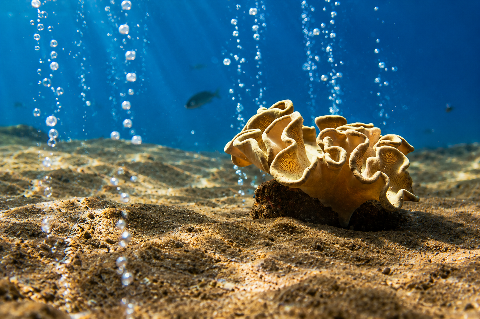 Streams of volcanic bubbles rising past a leather coral on black sand