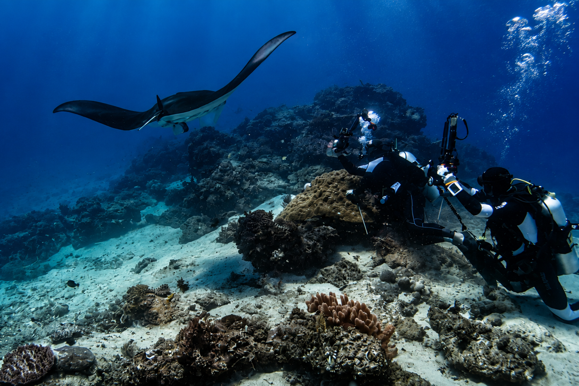 A manta ray at a cleaning station - Raja Ampat 
