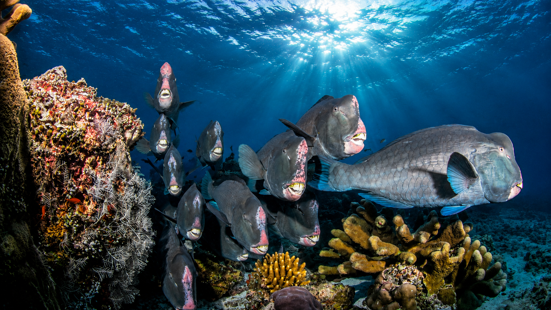 Bumphead Parrotfish Schooling