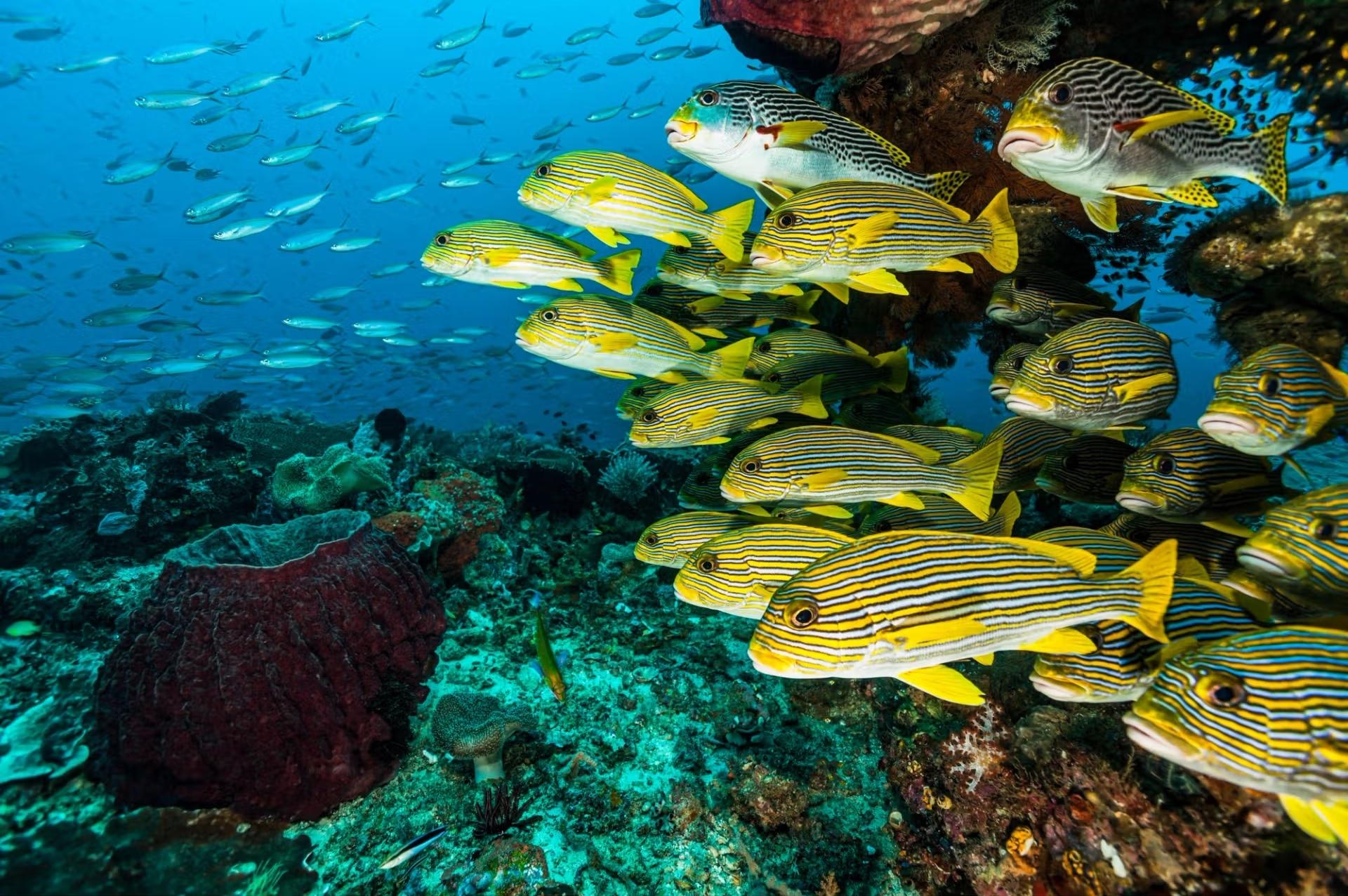 A school of ribboned sweetlips beside a large barrel sponge