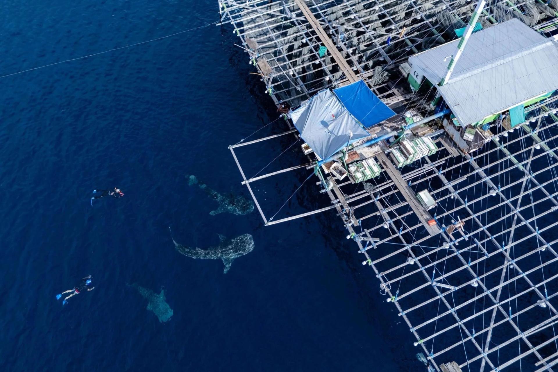 Aerial view of two whale sharks and snorkelers beside a fishing platform