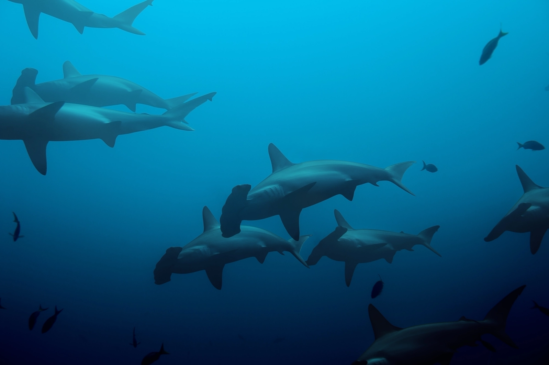 Several hammerhead sharks swimming together in open blue water