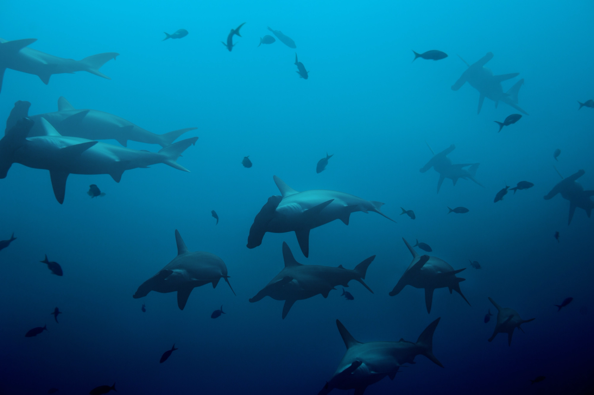 A school of hammerhead sharks cruising through open blue water