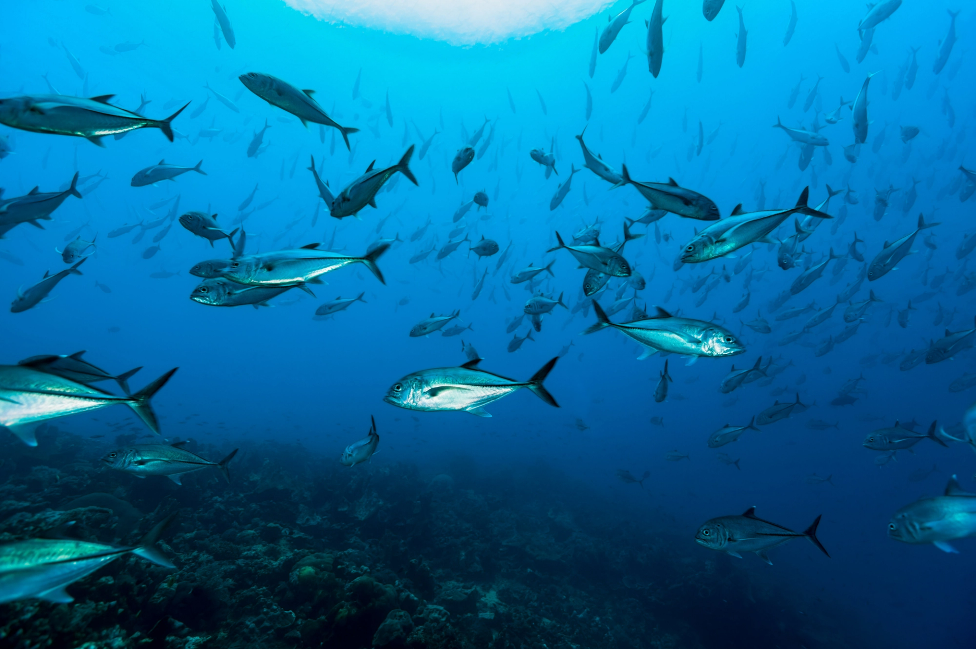 A school of silvery bigeye trevally in blue water above a reef
