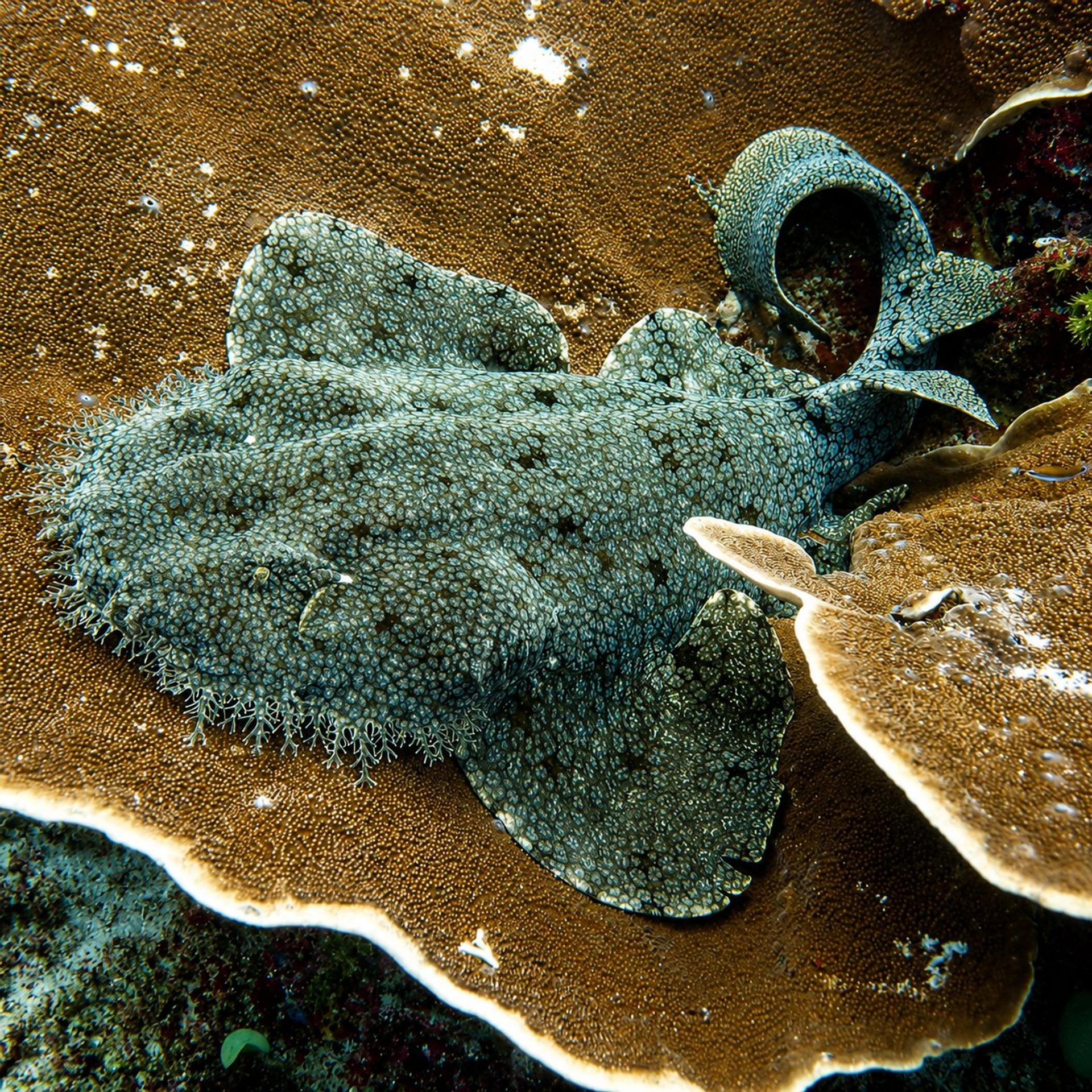 A tasselled wobbegong shark resting camouflaged on a plate coral