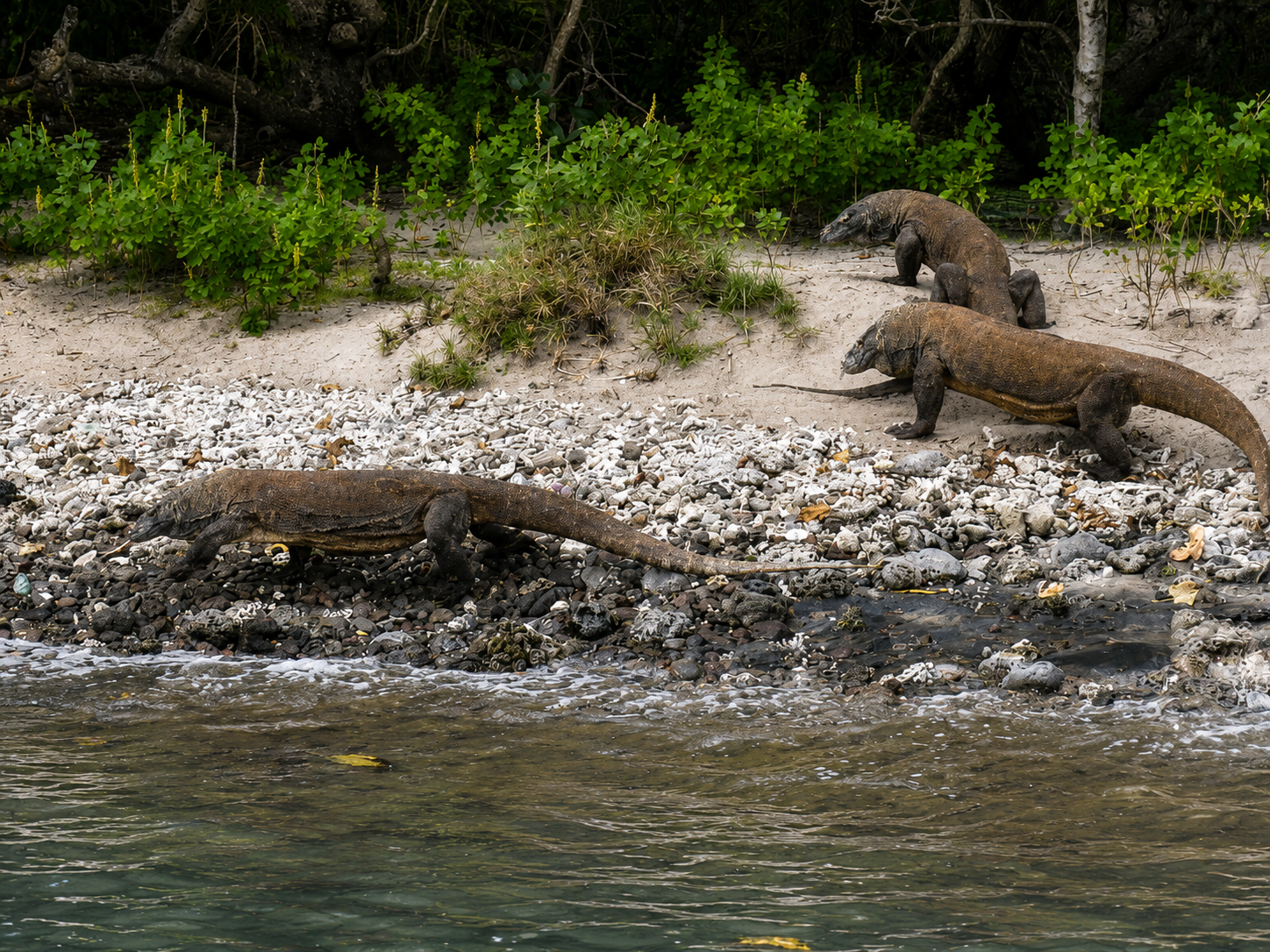 Three Komodo dragons on a rocky shoreline at the water’s edge