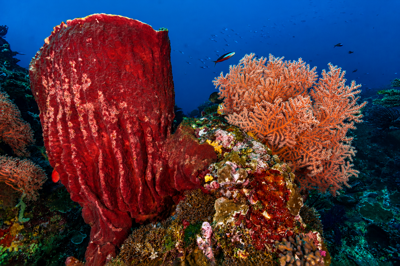 A red barrel sponge beside pink soft coral on a Banda Sea reef