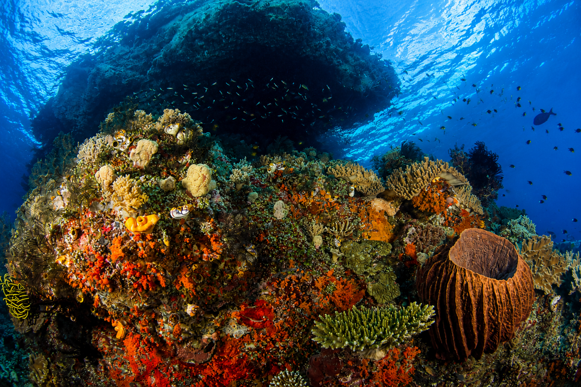 A shallow reef top of corals and a barrel sponge just below the surface