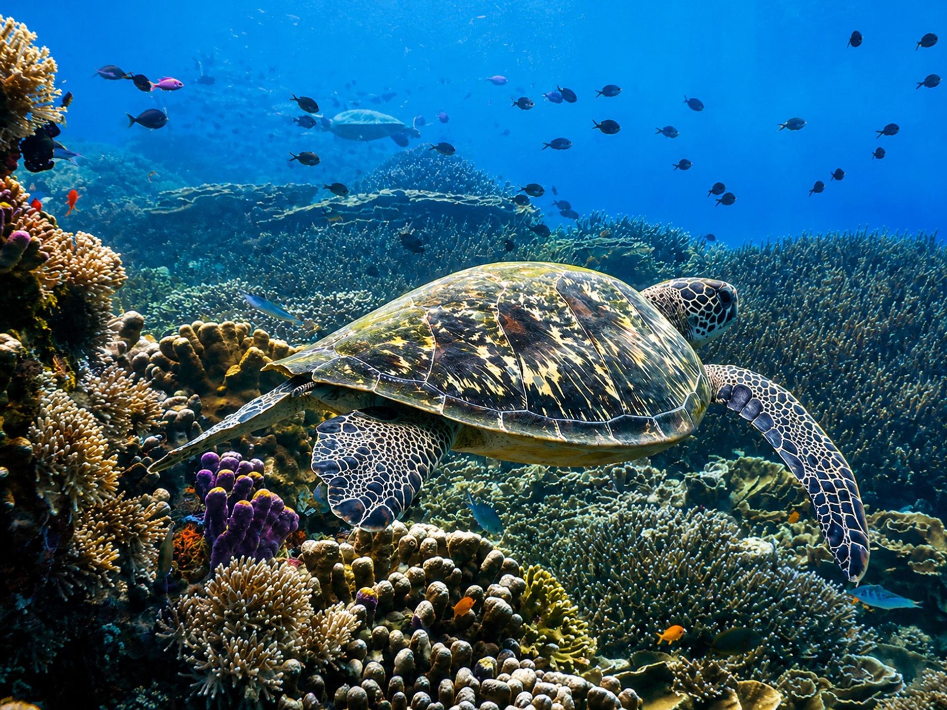 A hawksbill turtle swimming above a dense hard coral garden