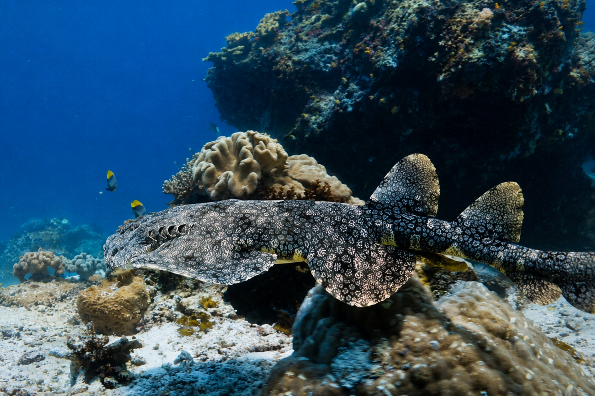 Wobbegong Gliding Over Coral Reef - Raja Ampat