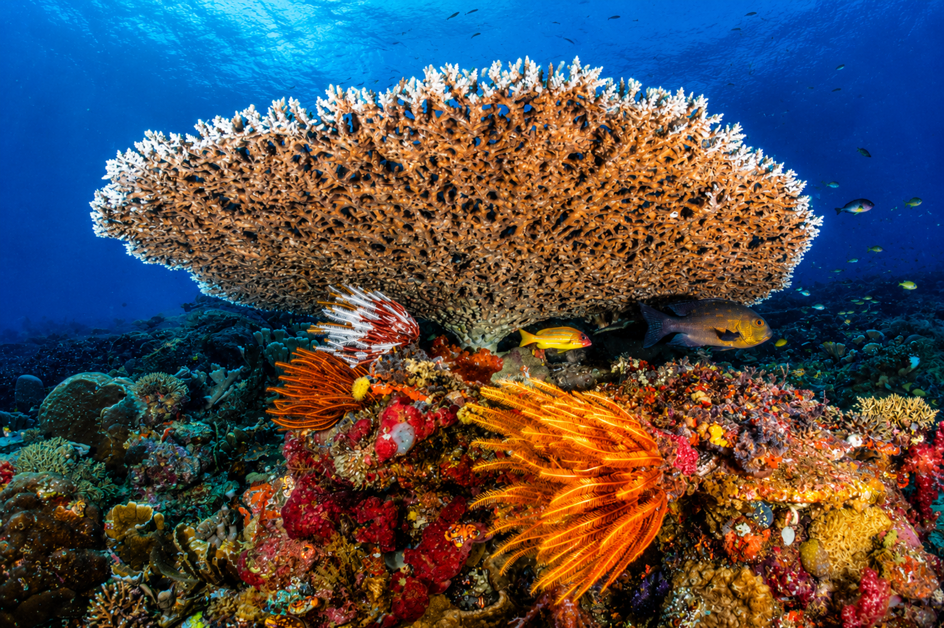 A broad table coral on a reef slope in Komodo National Park