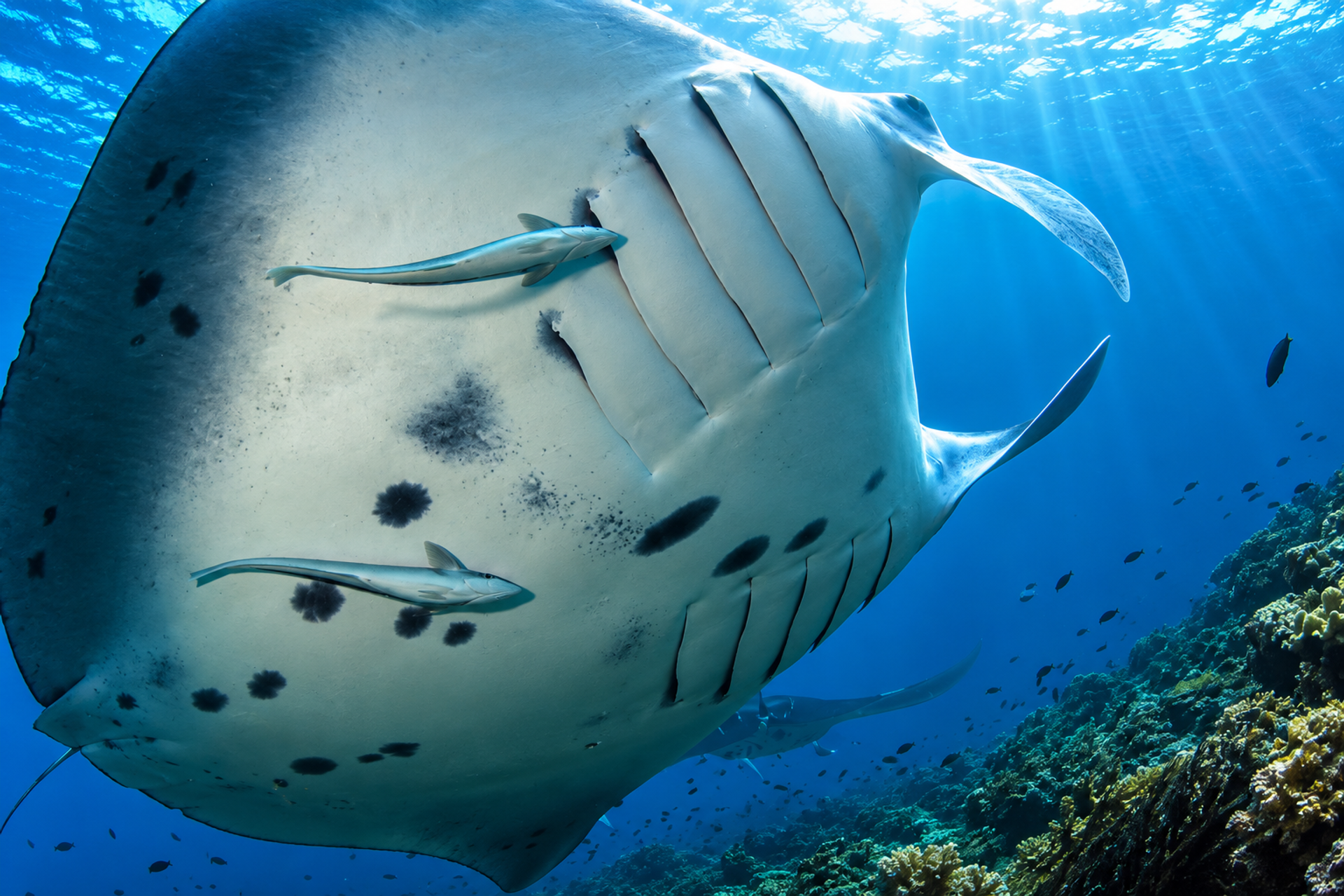 Manta ray with remoras at a cleaning station in Raja Ampat, Indonesia