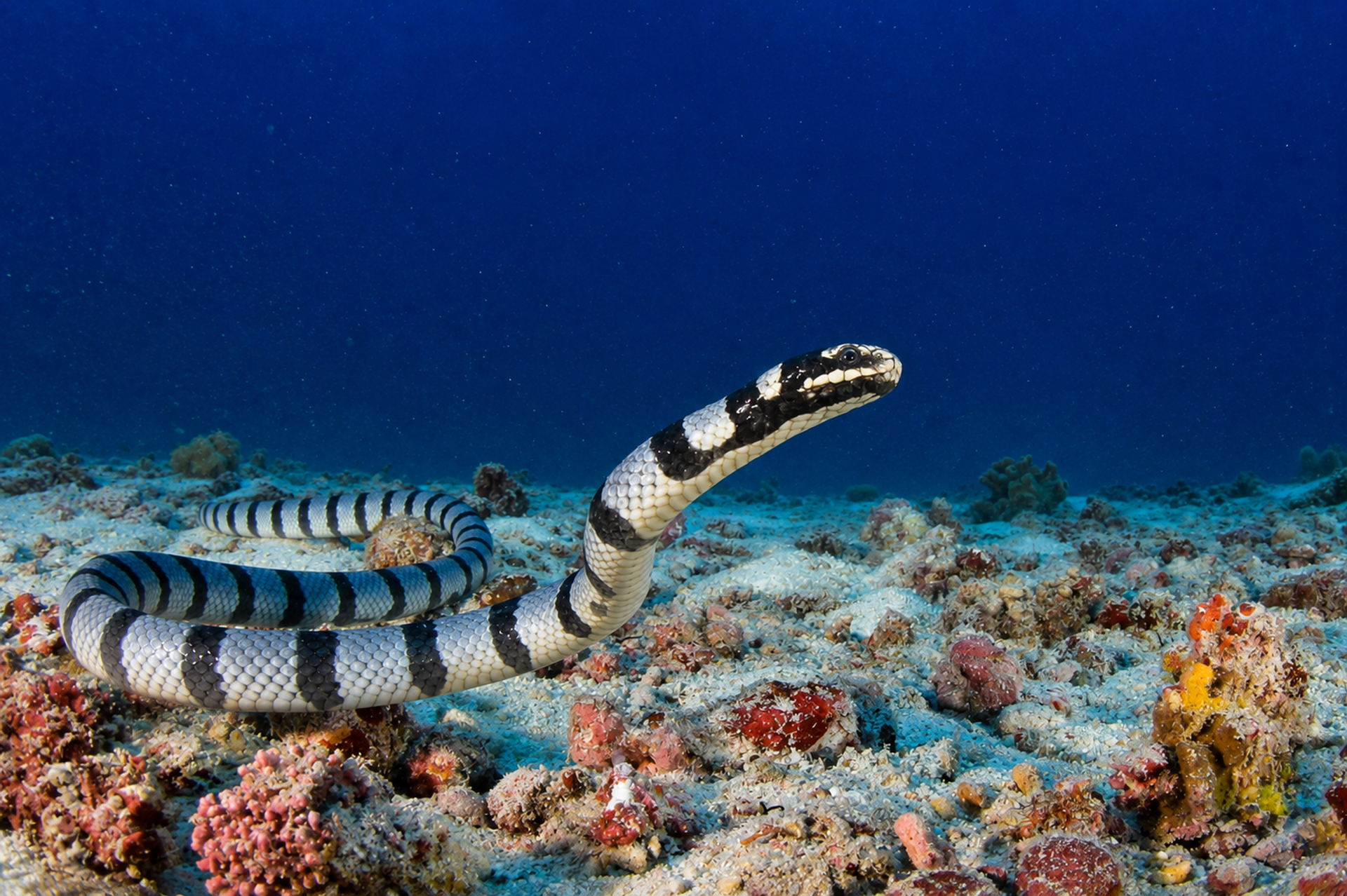 A banded sea krait coiled on a rubble seabed, head raised