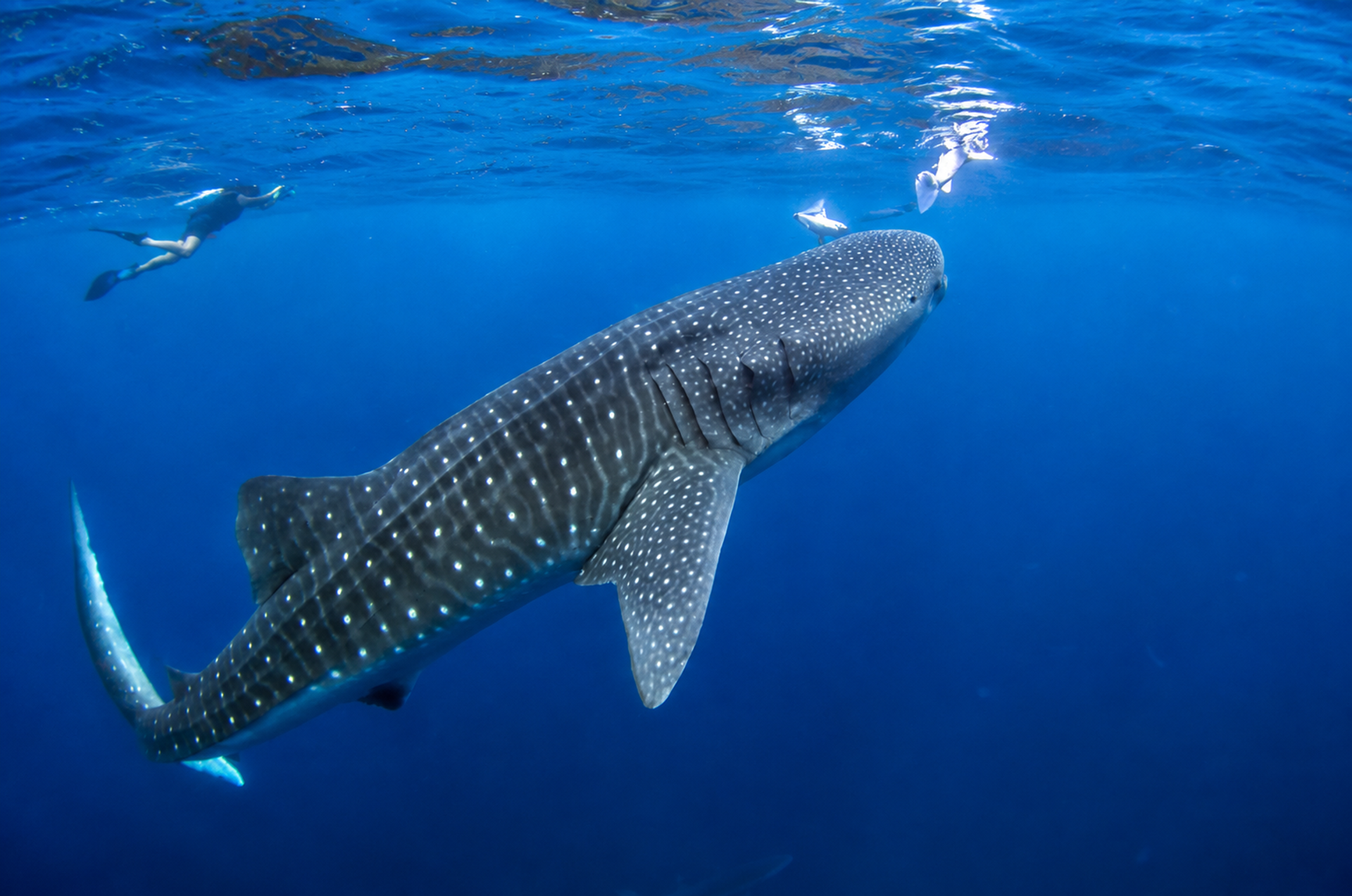 A whale shark swimming near the surface with a snorkeler in the background
