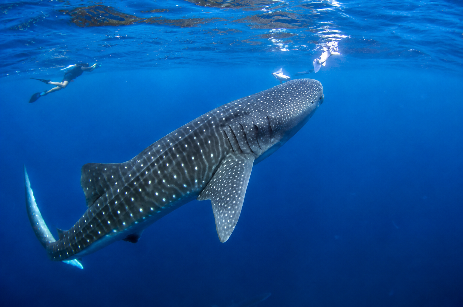 A whale shark swimming near the surface with a snorkeler in the background