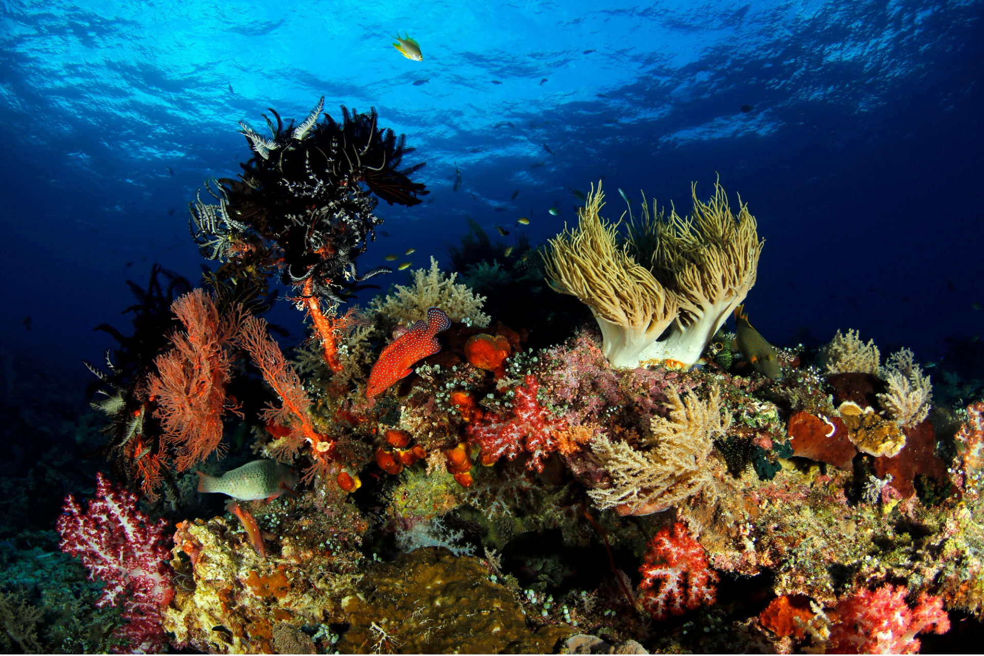 Feather stars and soft corals covering a reef top in clear water