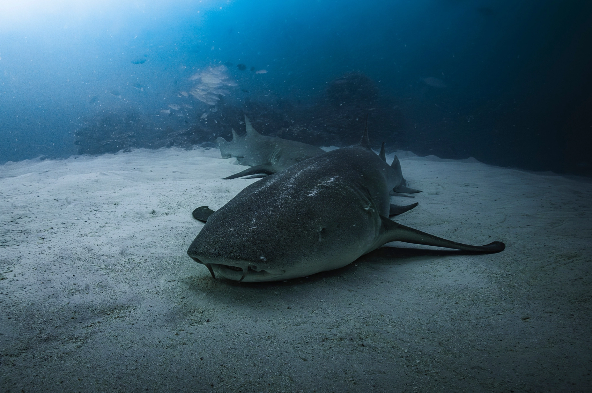 Two tawny nurse sharks resting on white sand beside a reef