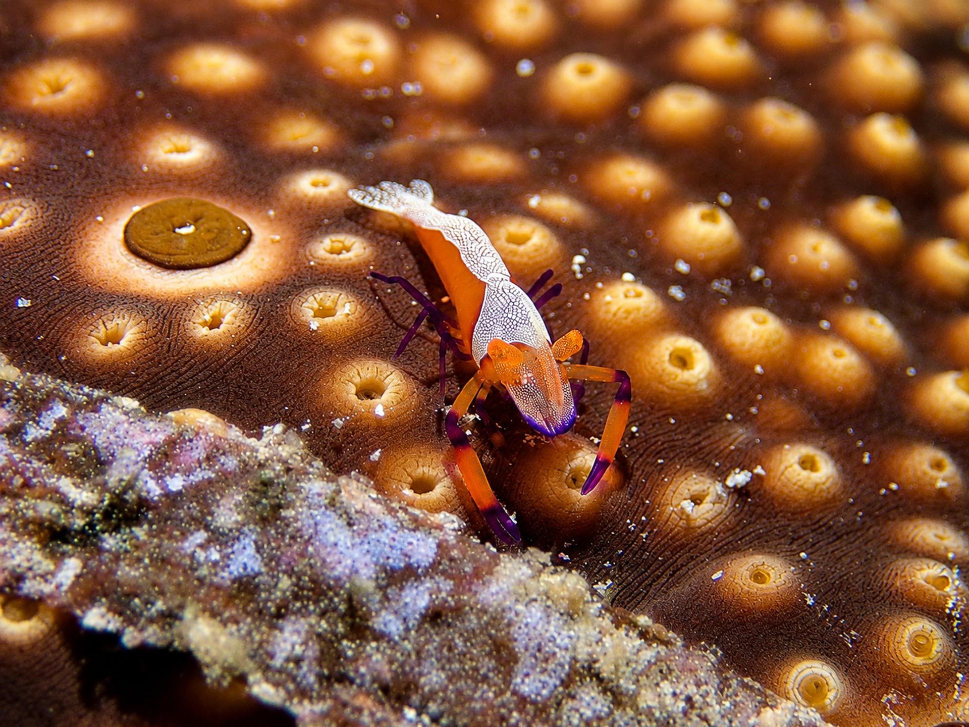 An emperor shrimp on its host