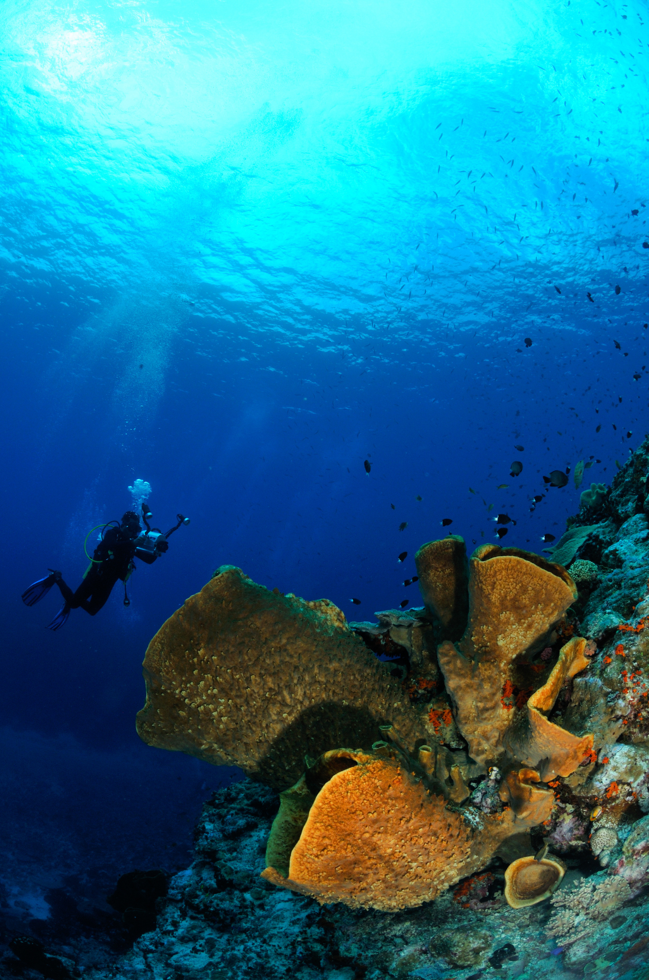 A diver above large plate sponges on a steep reef wall