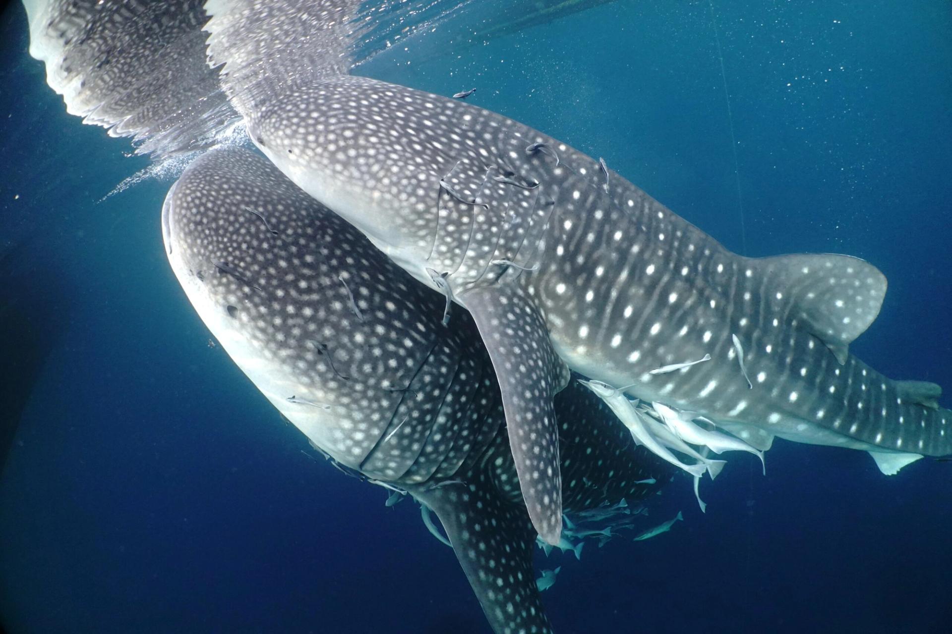 Two whale sharks close beneath a fishing platform, trailed by remoras
