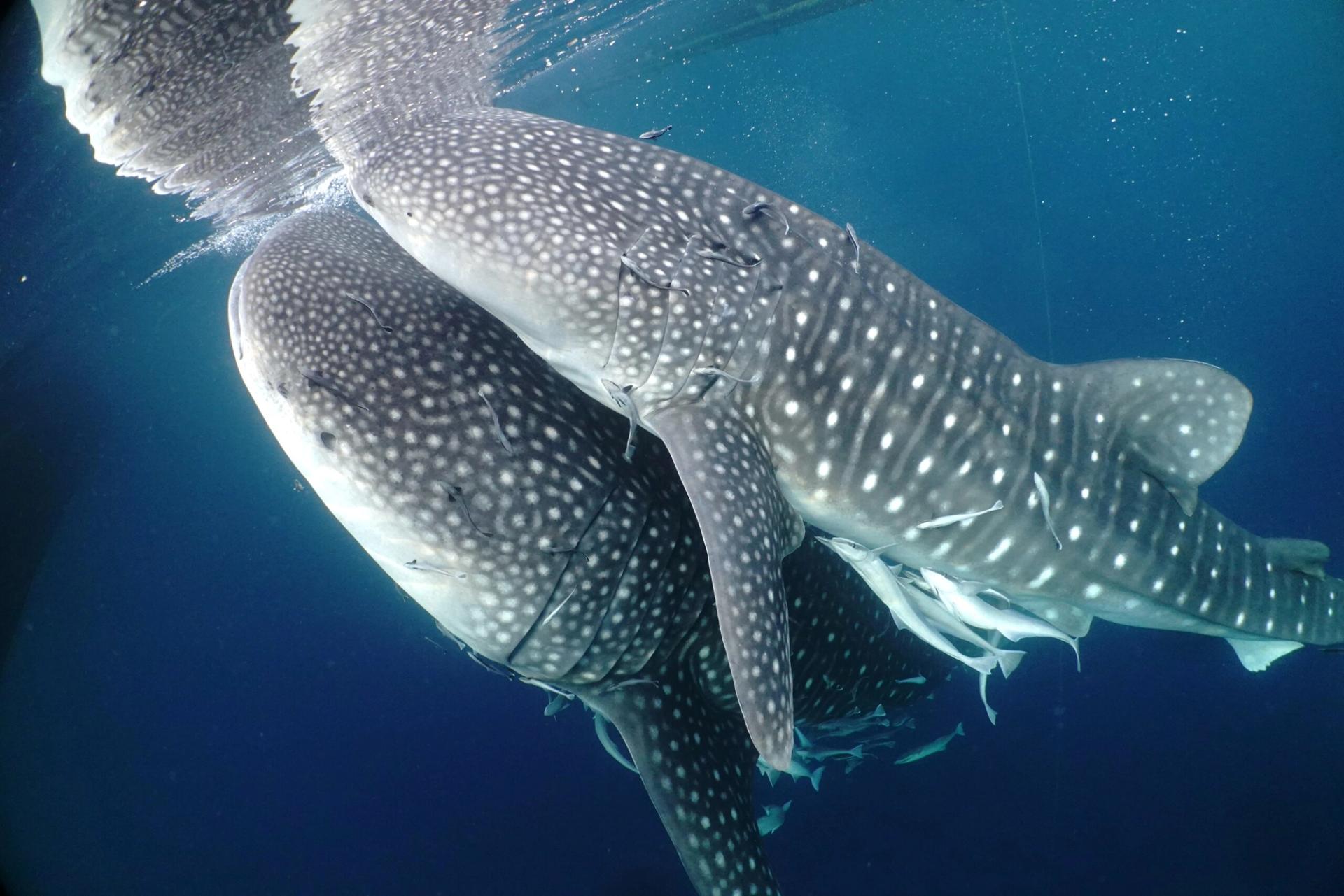 Two whale sharks close beneath a fishing platform, trailed by remoras