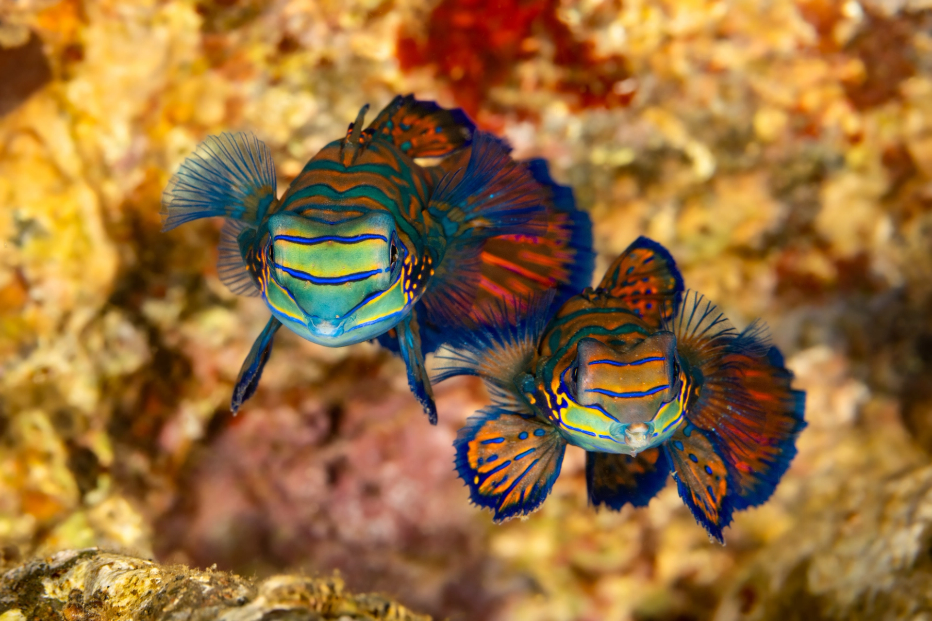 A pair of mandarinfish side by side above coral rubble