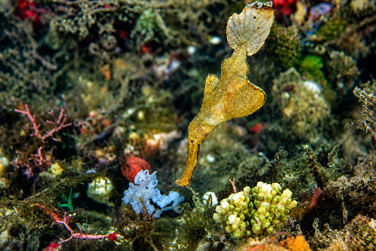 Ornate ghost pipefish camouflaged among coral on a reef in Komodo