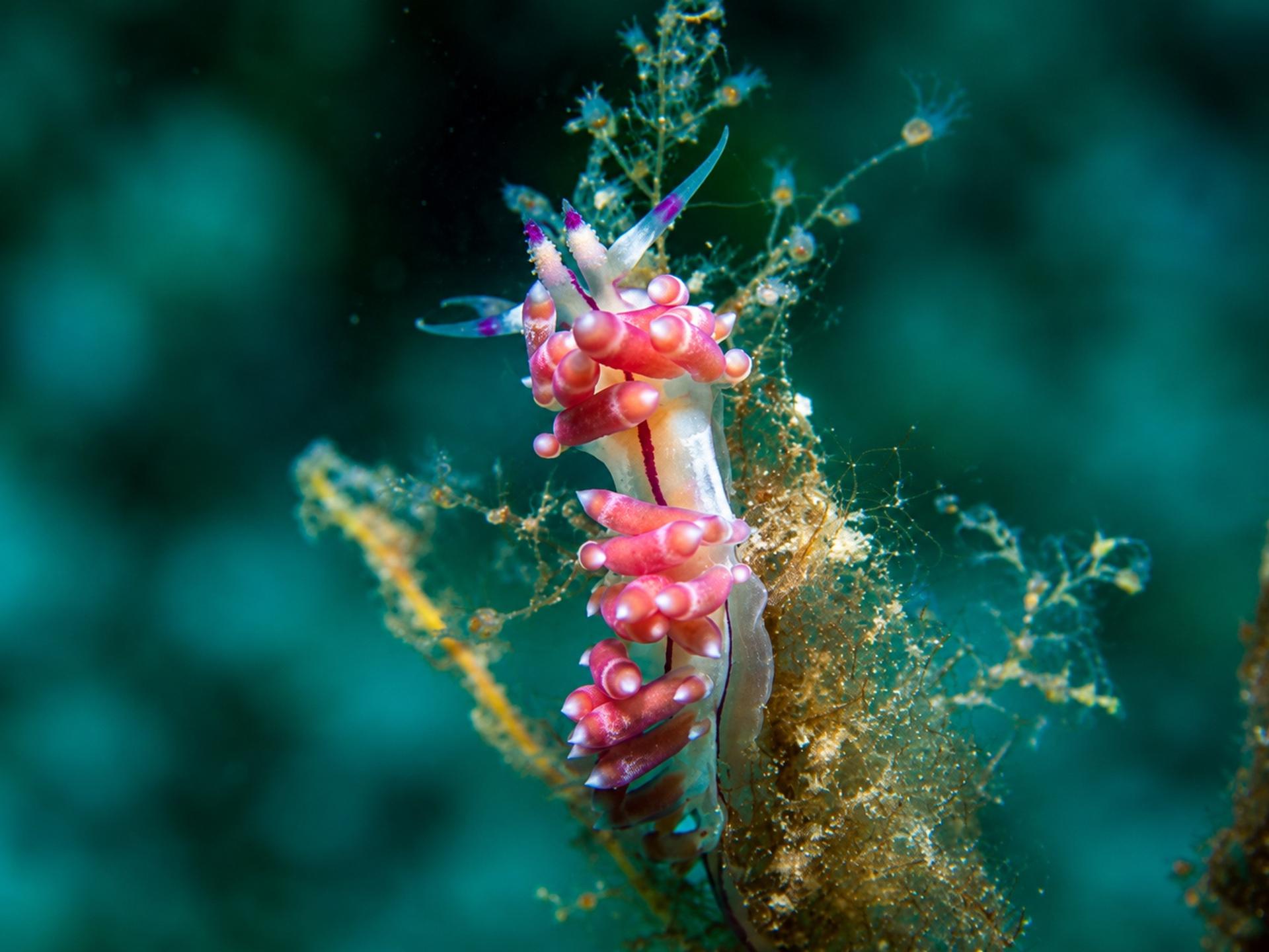 A brightly colored nudibranch crawling over marine growth