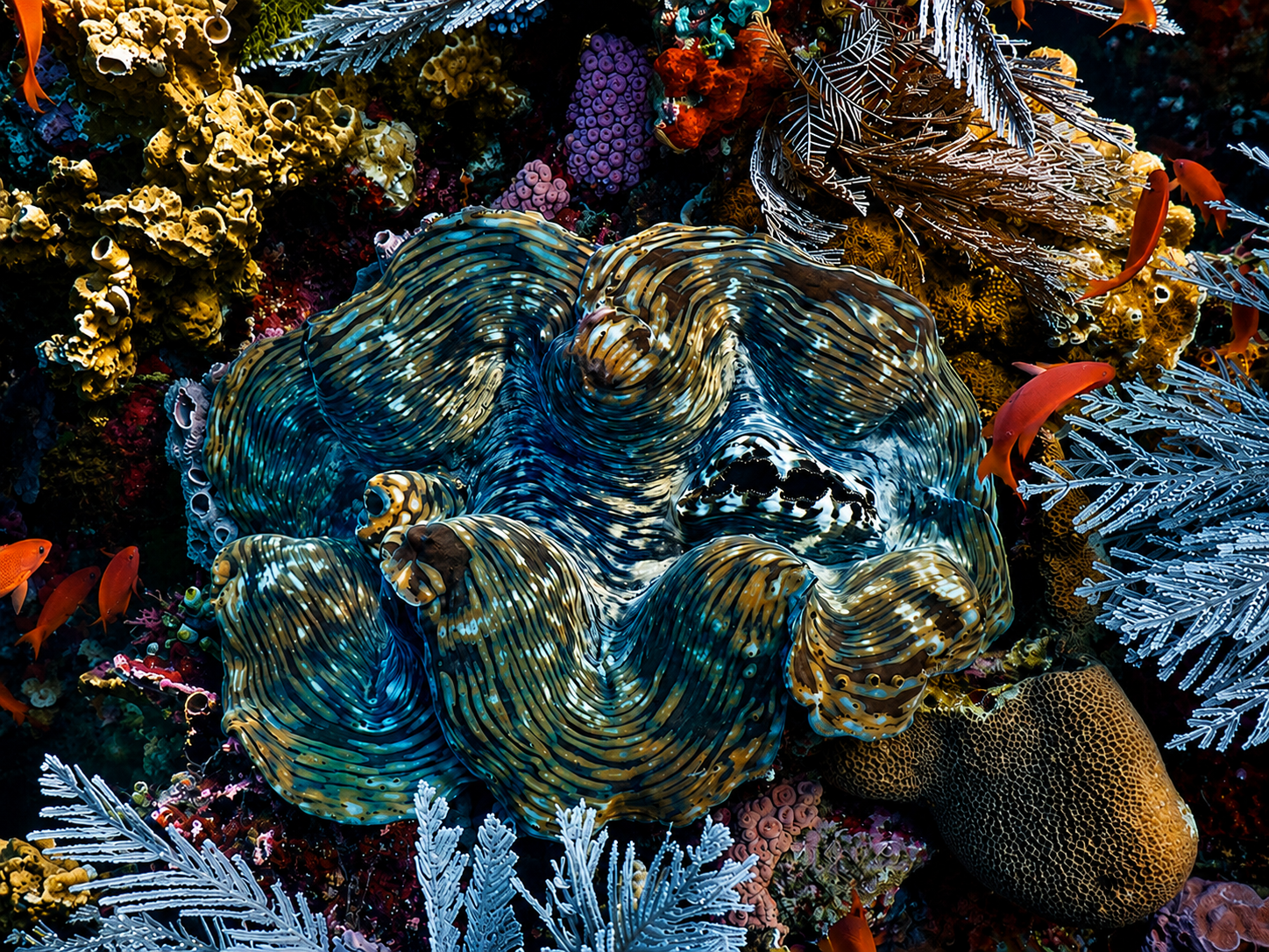 Giant clam surrounded by colorful coral reef in Komodo National Park, Indonesia