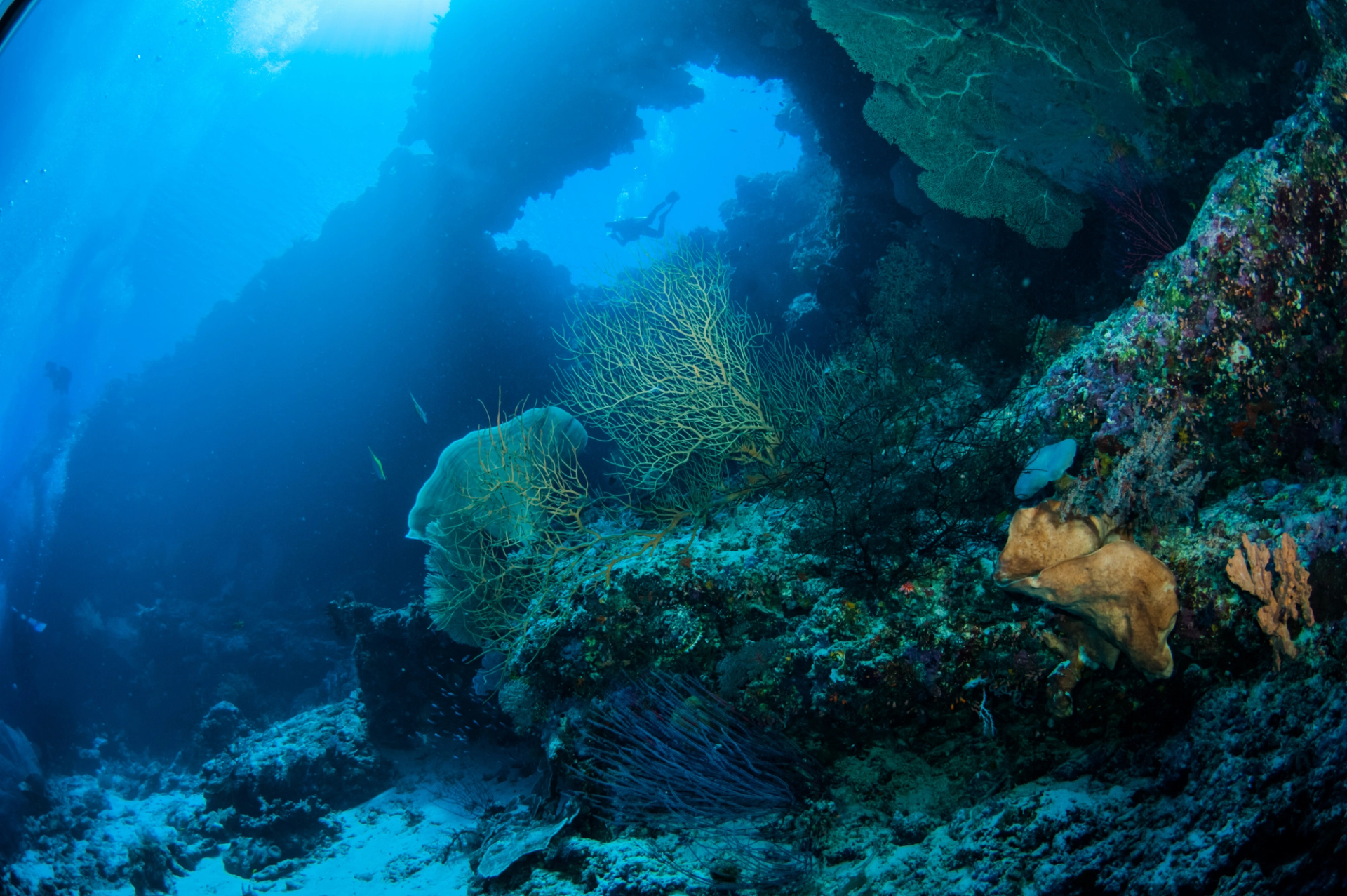 Sea fans on a steep reef wall with a diver silhouetted in blue water