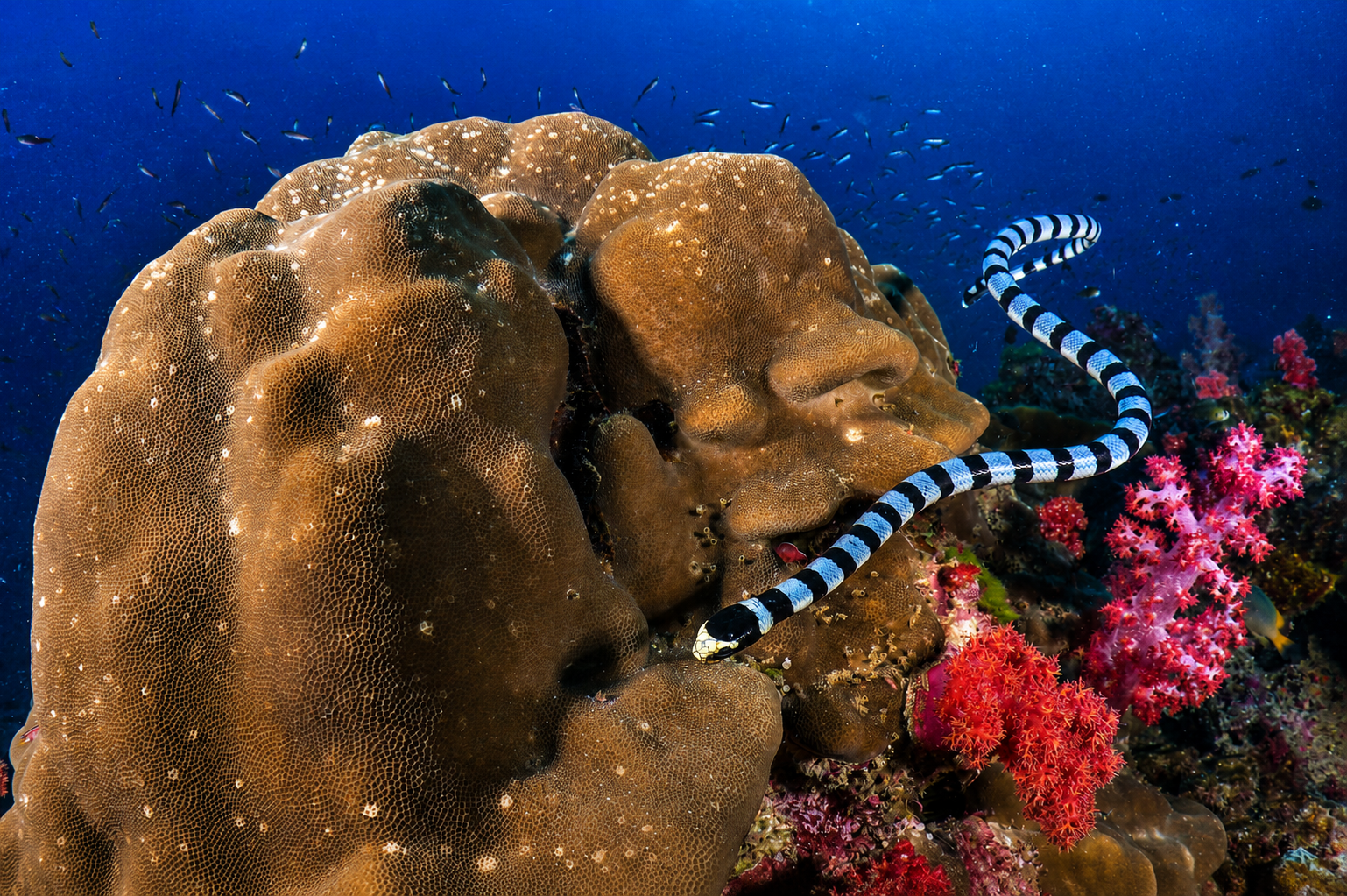 A banded sea krait moving across hard coral beside red soft corals