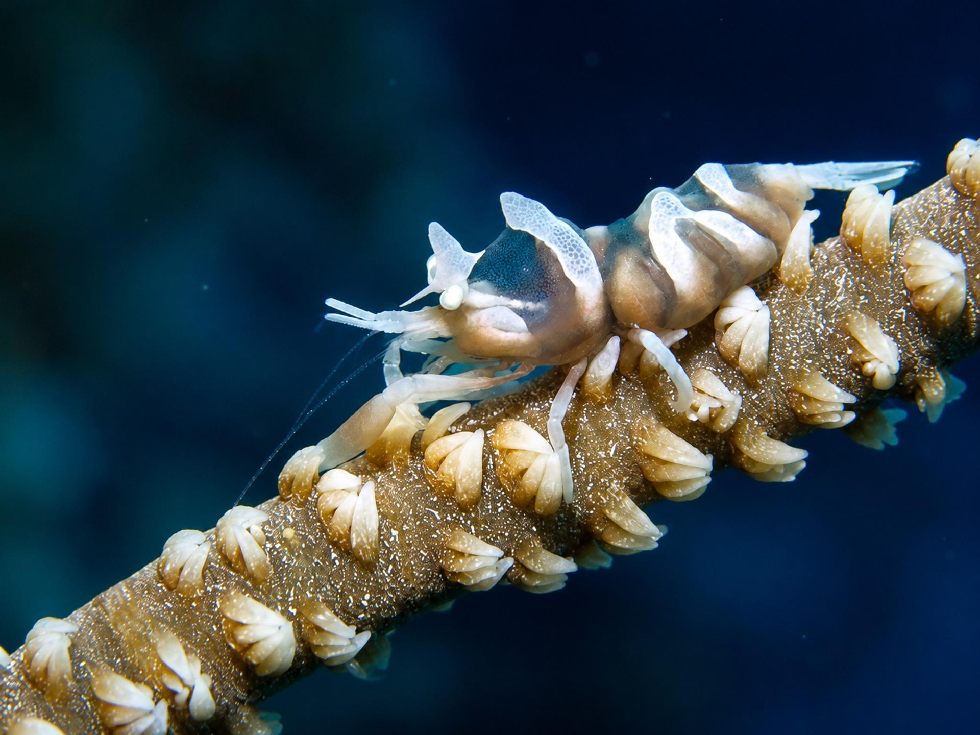 Translucent whip coral shrimp perched on the polyps of a sea whip