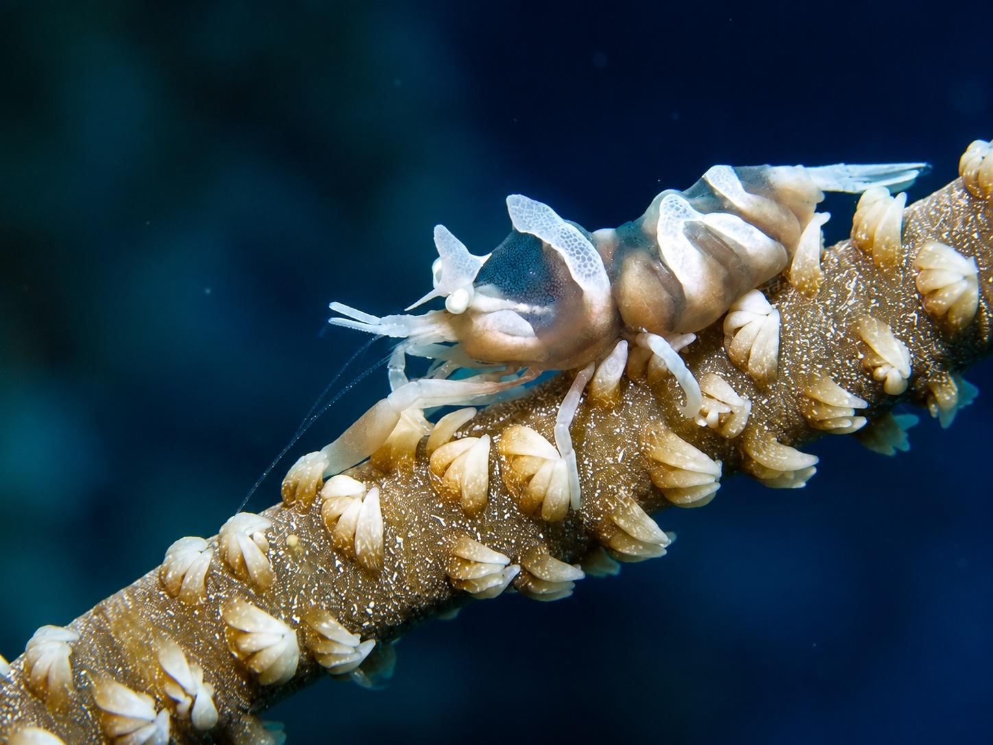 Translucent whip coral shrimp perched on the polyps of a sea whip