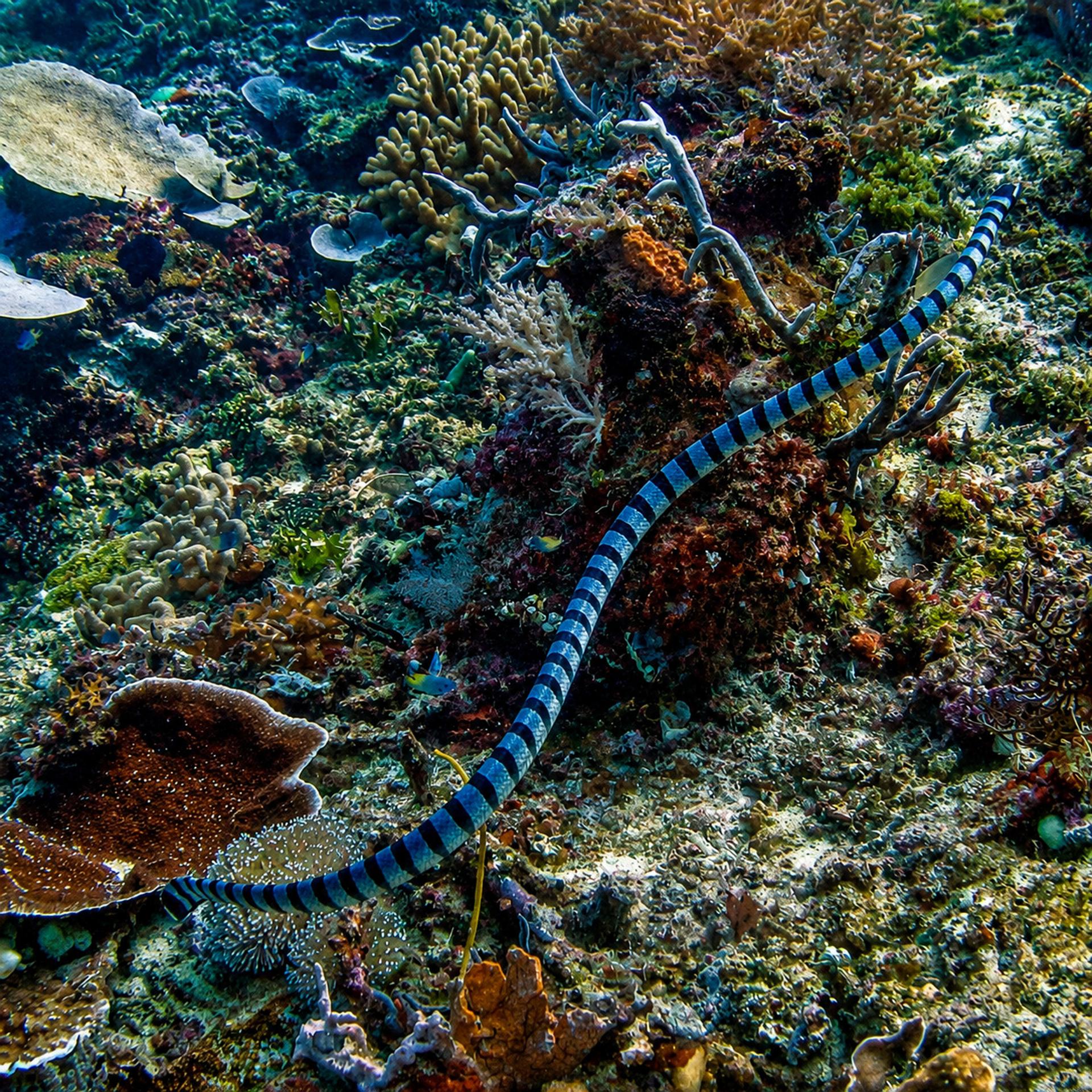 Sea snake in Manuk