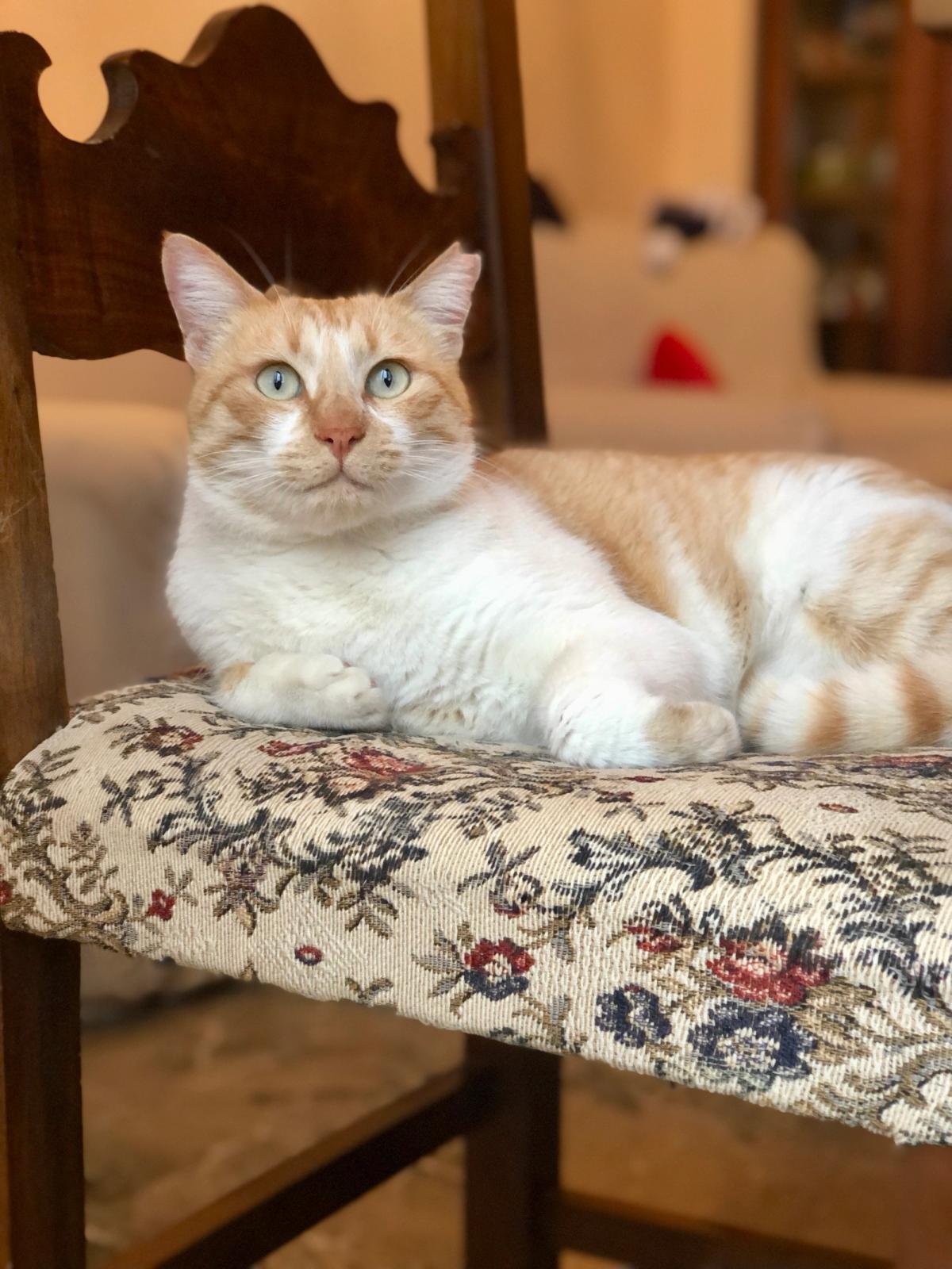 When “Bad” Cats Are Just Misunderstood