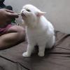 KitKat - thumbnail 3