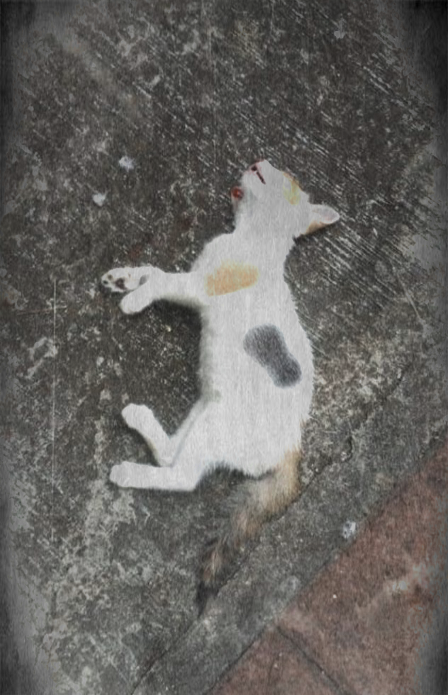 Zwischen Himmel und Asphalt – warum ein Balkon ohne Netz kein Ort für Katzen ist