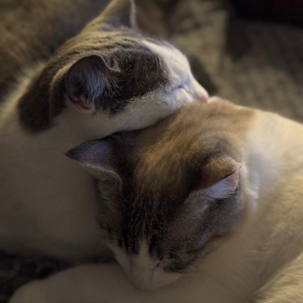 How to Introduce a New Cat to a Resident Cat